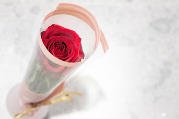 Obraz na płótnie Canvas 真っ赤な一輪のバラの贈り物
