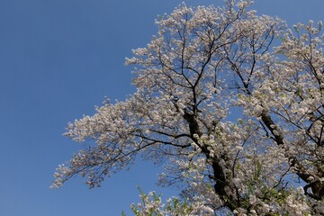 滋賀県高島市マキノ町の「清水の桜」