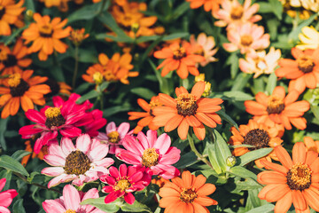 Red and yellow daisies. Flowers in full bloom in a garden. Daisy blossom on sunny day. Blossoming flowers in the spring. Close up petals