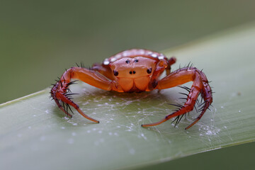 Close up of an Australian Triangle Spider