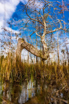 Zee Tree in marsh, Everglades