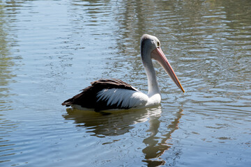 the Australian pelican is swimming in a lake