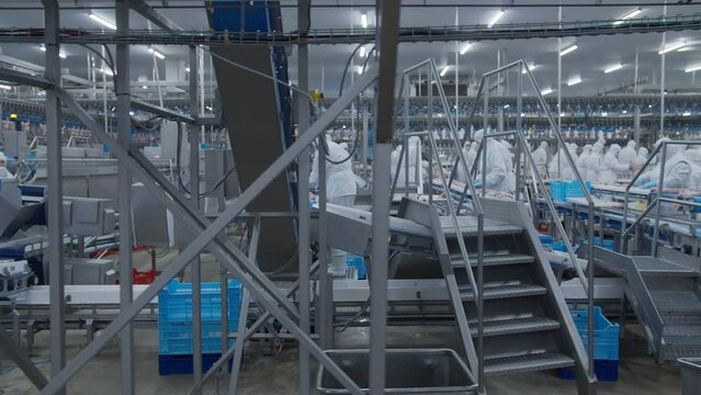 Conveyor Poultry Processing modern Plant. chicken meat. Chicken factory line