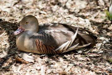 the plumed whistling duck is resting