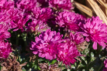 Purple Flowers in the Autumn