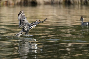 northern pintail in a pond