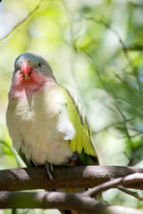 the princess parrot is perched in a tree