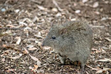 this is a close up of a long nosed potoroo