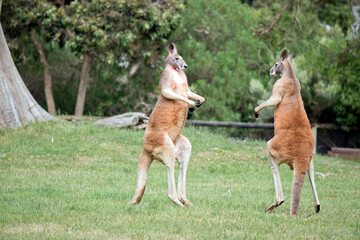 Naklejka na ściany i meble the male red kangaroos body is a shade of red fur his head is grey with a white muzzle, they are the tallest kangaroo