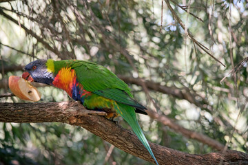 the rainbow lorikeet is a colorful bird