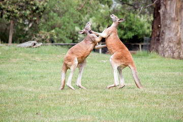 Naklejka na ściany i meble the two male kangaroos are fighting over who will end up mating with the females. the male kangaroo uses it tail to balance