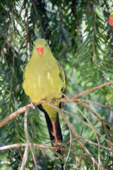 the female regent parrot is perched in a tree