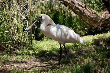 this is a side view of a royal spoonbill in the shade