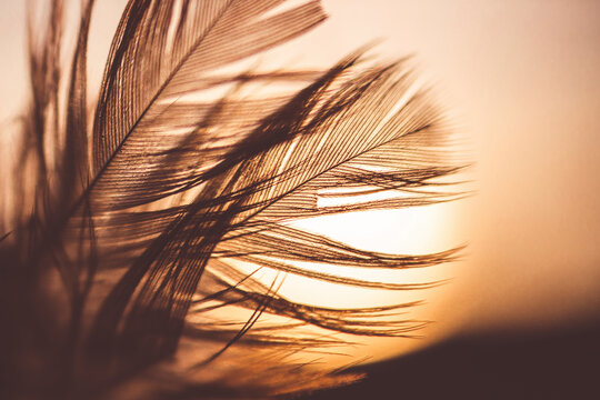 Close-up of feathers against sky during sunset
