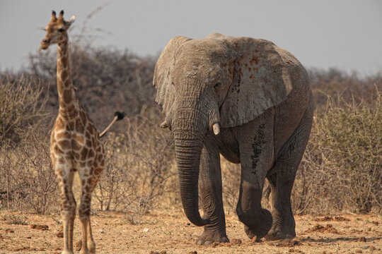 An elephant Loxodonta africana and one giraff Giraffa camelopardalis in Etosha National Park Namibia