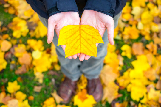 Woman's hands holding a yellow leaf in autumn