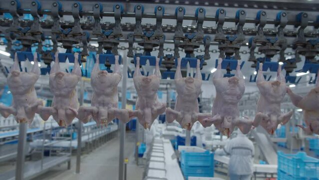 Conveyor Poultry Processing modern Plant. chicken meat. Chicken factory line