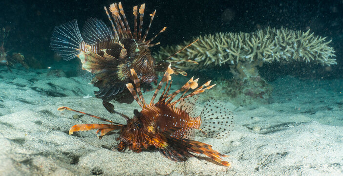 Lion Fish at night of the coast of Komodo Island in Indonesia