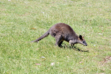 this is a side view of a swamp wallaby walking