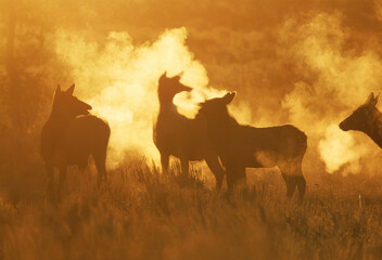 Elk, Grand Teton National Park, WY USA