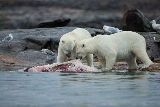 Polar Bears Feeding on Harbour Islands, Hudson Bay, Nunavut, Canada