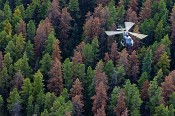 Helicopter surveying of red trees by the Alberta Government near Grande Prairie a part of a mountain pine beetle control program.