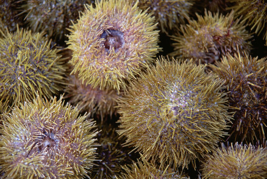 sea urchins