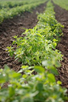Row of young plants of organic basil.