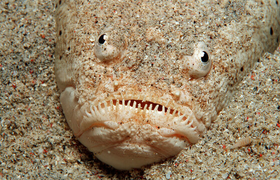 Marbled stargazer, Uranoscopus bicinctus, Indonesia, Indian Ocean, Komodo National Park