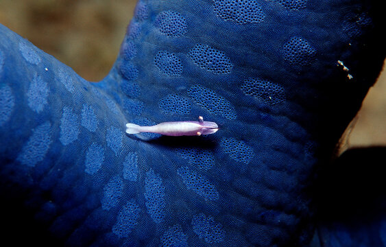 Shrimp on a Starfish, Periclimenes soror, Indonesia, Indian Ocean, Komodo National Park