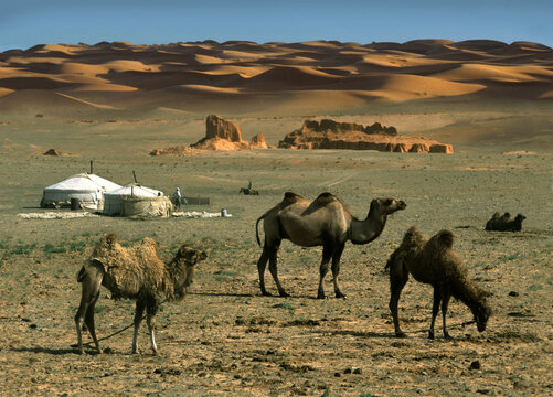 Camels, yurts, desert