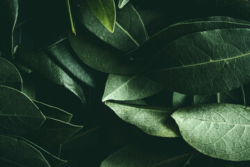 Close up of green leaves background. Daphne leaves. Dark and moody background concept with plant leaves. Top view. Selective focus