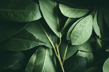 Close up of green leaves background. Daphne leaves. Dark and moody background concept with plant leaves. Top view. Selective focus