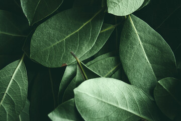 Close up of green leaves background. Daphne leaves. Dark and moody background concept with plant leaves. Top view. Selective focus