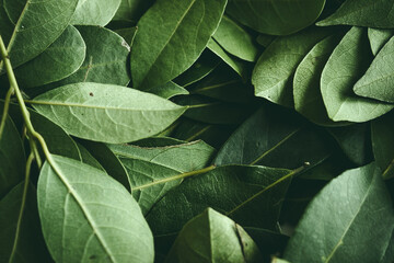 Close up of green leaves background. Daphne leaves. Dark and moody background concept with plant leaves. Top view. Selective focus