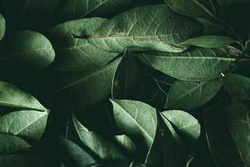 Close up of green leaves background. Daphne leaves. Dark and moody background concept with plant leaves. Top view. Selective focus