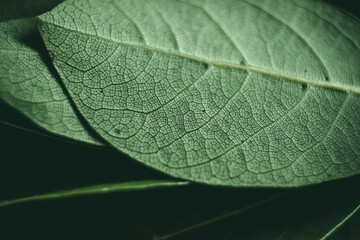 Fototapeta premium Close up of green leaves background. Daphne leaves. Dark and moody background concept with plant leaves. Top view. Selective focus