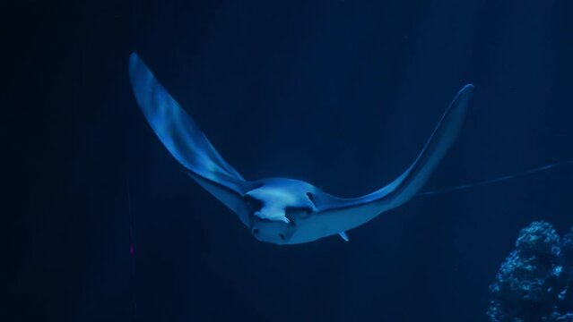 Ray - fish | sea rays | Batoidea | Naru eagle ray | Stingrays | Aetobatus narutobiei, swims among corals and other fish.