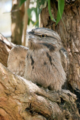 the tawny frogmouth is changing position in the tree