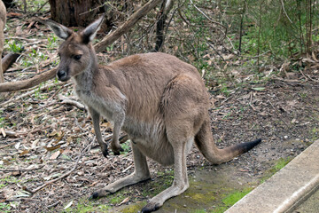 Naklejka na ściany i meble the westen grey kangaroo is mainly brown with a white chest and long tail and black tip