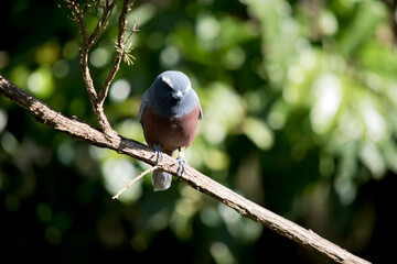 the woodswallow has a grey head and pink breast and white eyebrow