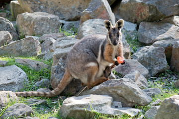 the yellow footed rock wallaby is eating an orange - obrazy, fototapety, plakaty