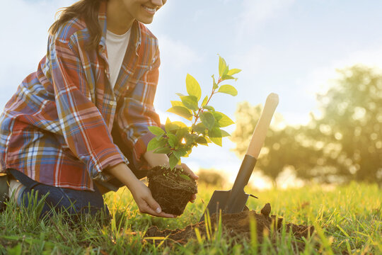 Woman Planting Tree In Countryside, Closeup View