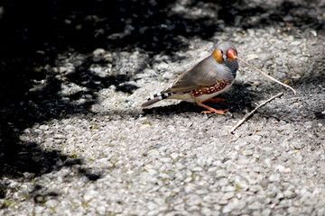 this is a side view of a zebra finch holding a twig for making a nest