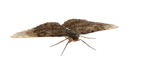 Single Alcis repandata moth isolated on white