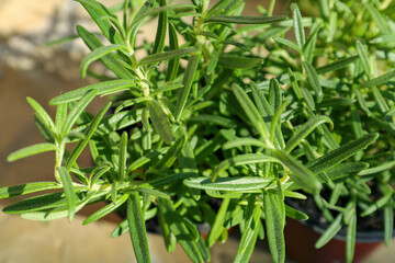 Fresh green rosemary outdoors on sunny day, closeup. Aromatic herbs
