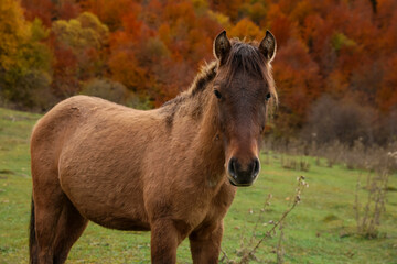 Brown horse in mountains on sunny day. Beautiful pet