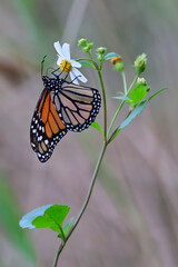 monarch butterfly on a flower