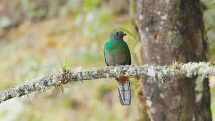 female resplendent quetzal perched on a branch at costa rica