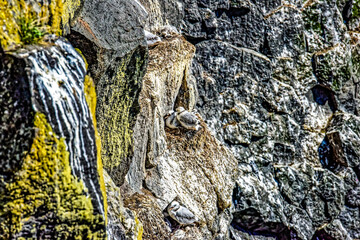 Cliffs at Arnarstapi, Snaefellsnes Peninsula, Iceland
